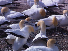 고등학교졸업증명서위조카툑 qb23 rubblish