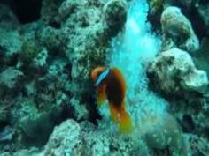 変態マリンスポーツ ネイキッドス�...