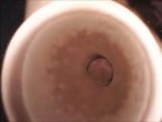 巨乳のふくらんだ乳首