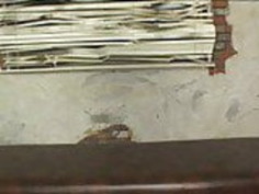 草薙淳 - 05日本人美人たち