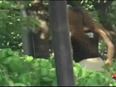 japanese - ボトムシャーク