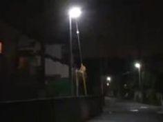 巨乳 人妻 篠田あゆみ 息子 抜ける