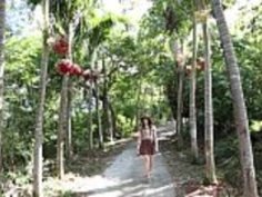 熱帯島の日本人