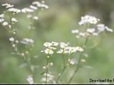 [Jap]ストレートOutta北海道 "私はセックスに興味がある" 1つの以前のセックスパートナー彼女は大きな農場に住んでいる358の東京ドームのサイズ（それは1700ヘクタールです）このナイーブで無邪気な20歳の女の子が生まれた... - フルビデオはHTTP：// JP