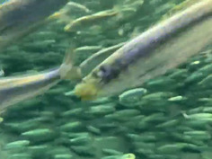 【しろうとハメ撮り】経験が少ない純粋無垢なお嬢様JDに中出し2発！★ふくりな/18歳/透明感のある正統派美人女子大生